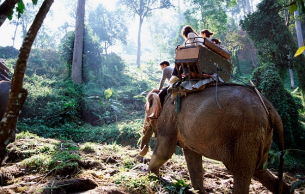 Thailand Elephant Ride